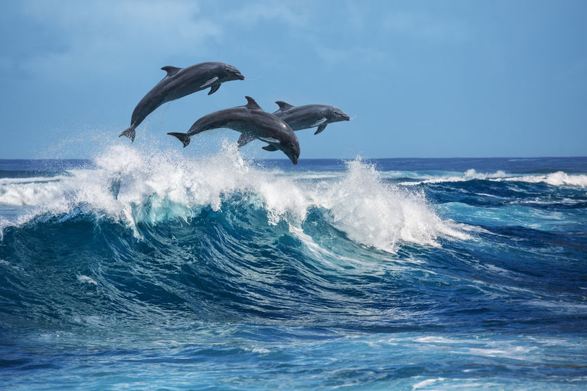 Martinique et dauphins : la combinaison parfaite pour un moment de grâce